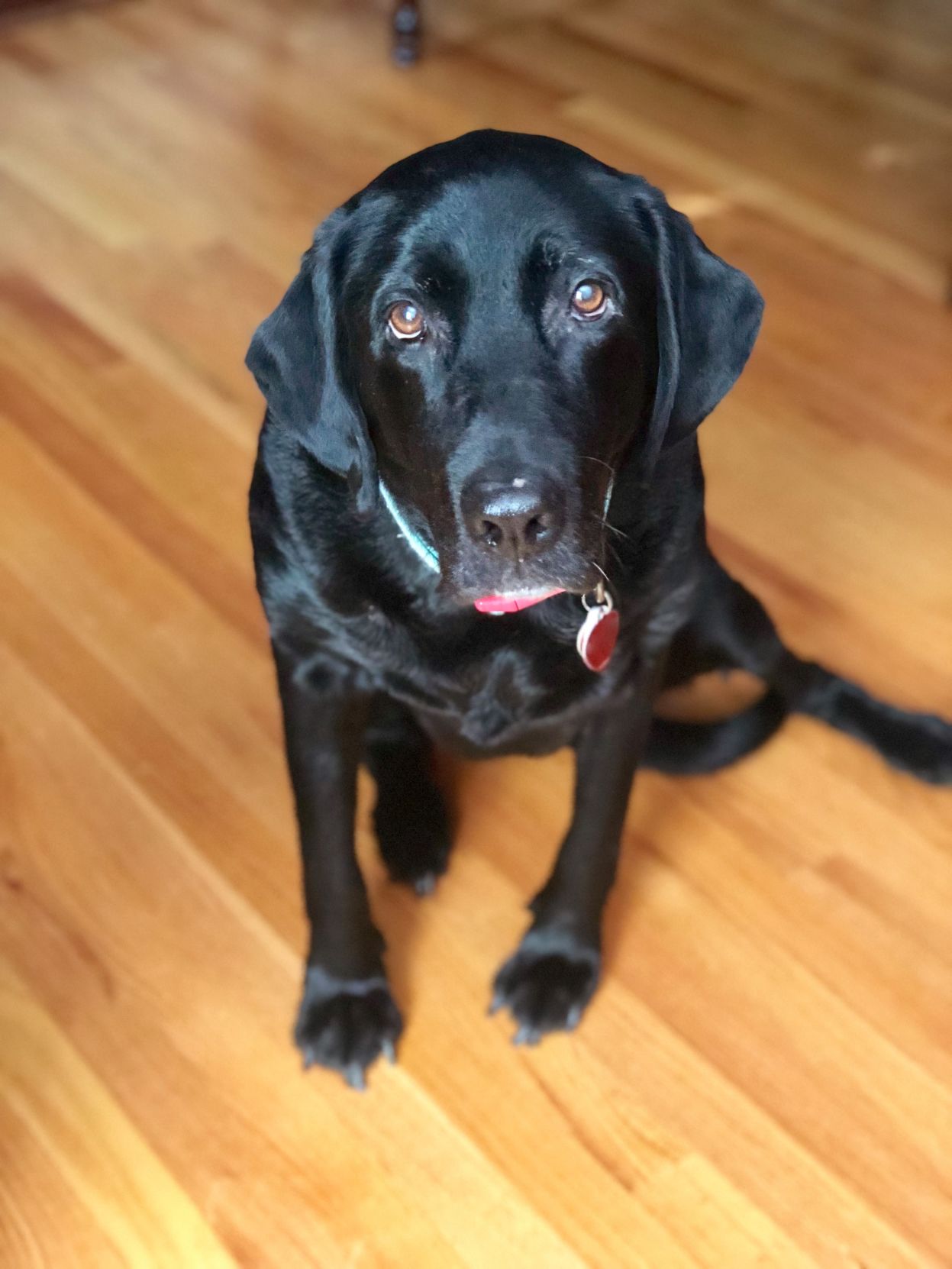 Molly-PUP